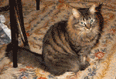 My cats:  Dennis, Oscar, and Annie